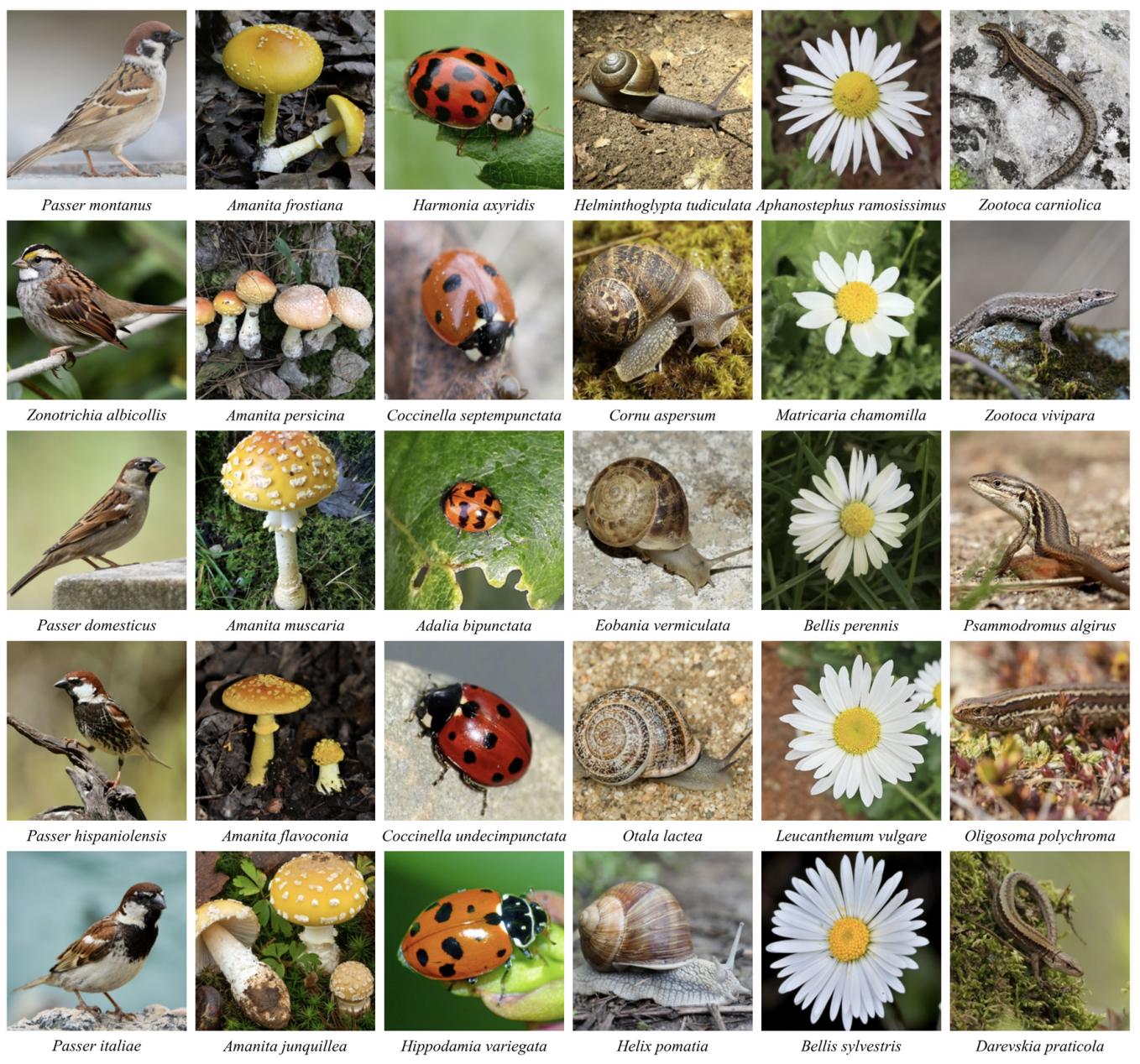 CrypticBio: A Large Multimodal Dataset for Visually Confusing Species
