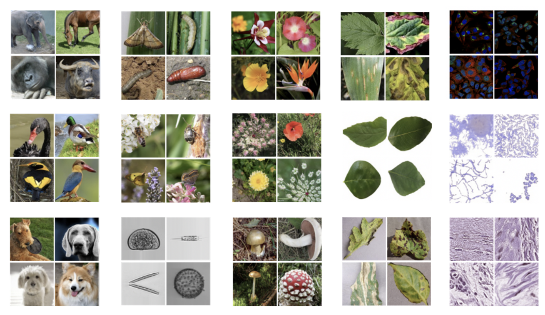 Meta-Album: Multi-Domain Meta-Dataset for Few-Shot Image Classification